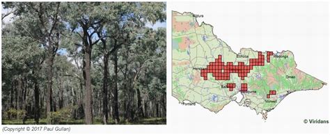 box ironbark forest distribution|red iron bark forest.